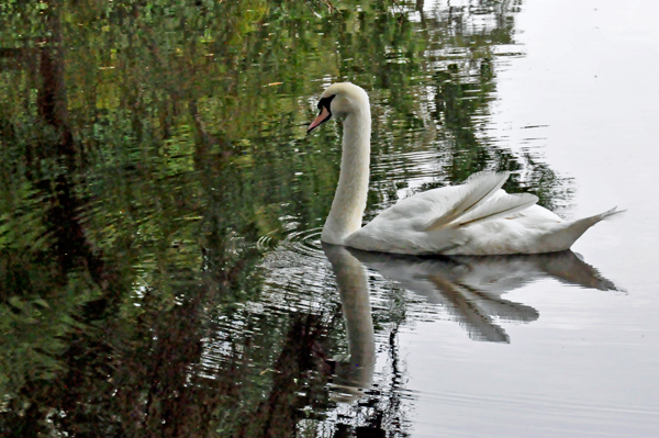 Royal White Mute Swan